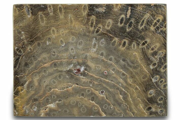 Polished Fossil Rugose Coral Slab - Morocco #276085